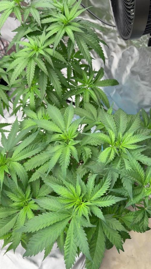 Zamnesia Grow Cup 2026 Sticky Broccoli