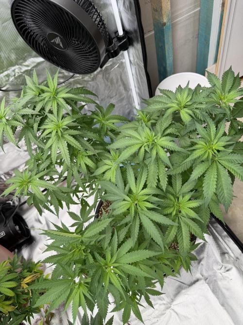 Zamnesia Grow Cup 2026 Sticky Broccoli. Week 9
