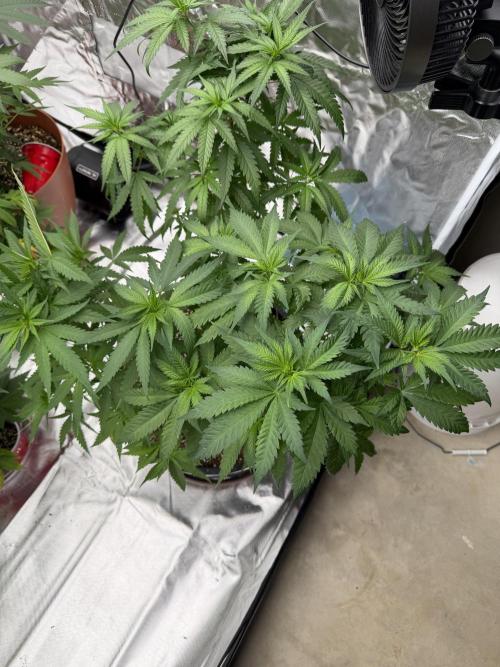 Zamnesia Grow Cup 2026 Sticky Broccoli. Week 9