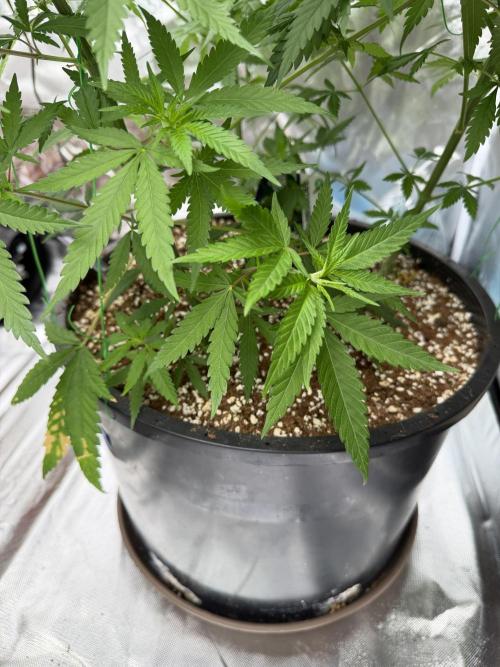Zamnesia Grow Cup 2026 Sticky Broccoli. Week 9