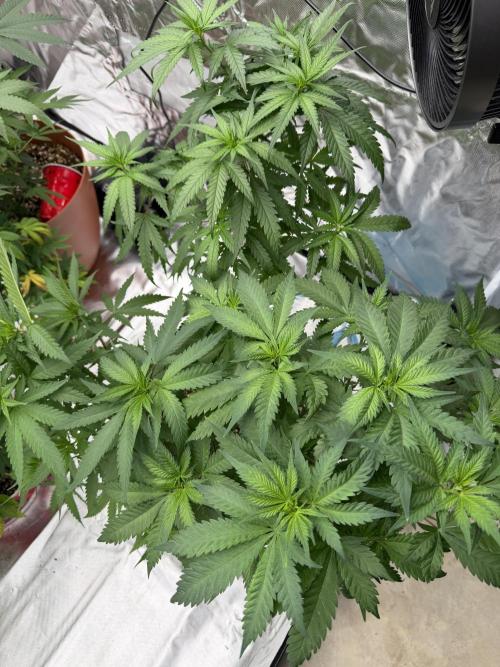 Zamnesia Grow Cup 2026 Sticky Broccoli. Week 9