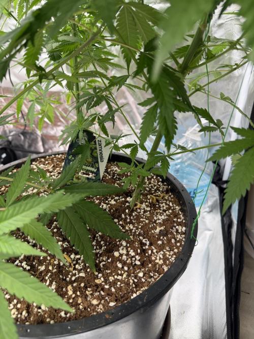 Zamnesia Grow Cup 2026 Sticky Broccoli. Week 9