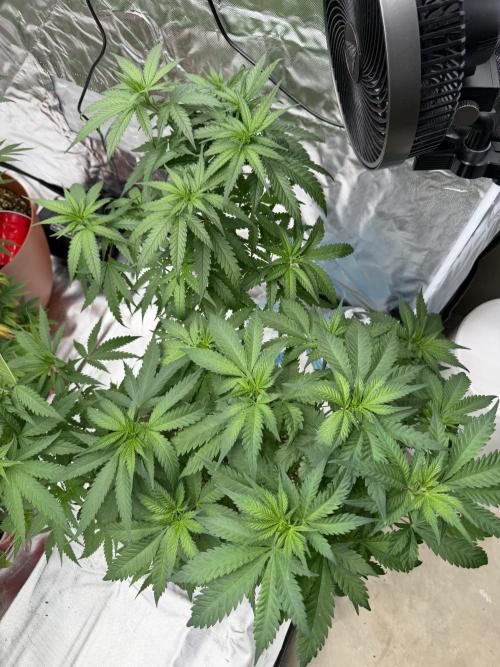 Zamnesia Grow Cup 2026 Sticky Broccoli. Week 9
