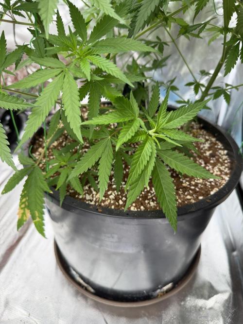 Zamnesia Grow Cup 2026 Sticky Broccoli. Week 9