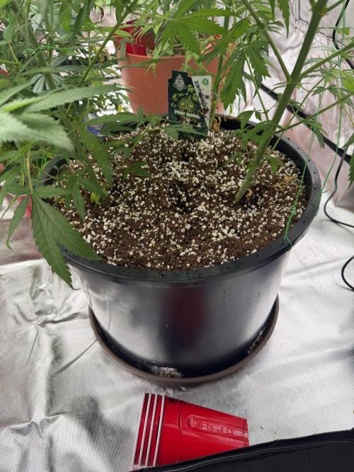 Zamnesia Grow Cup 2026 Sticky Broccoli. Week 10