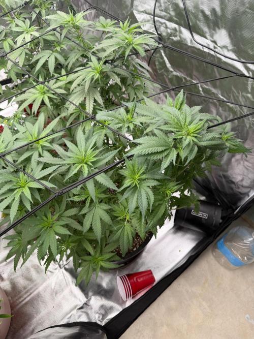 Zamnesia Grow Cup 2026 Sticky Broccoli. Week 10
