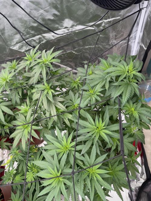 Zamnesia Grow Cup 2026 Sticky Broccoli. Week 10