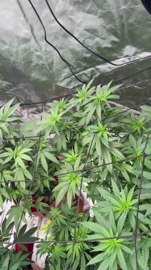 Zamnesia Grow Cup 2026 Sticky Broccoli