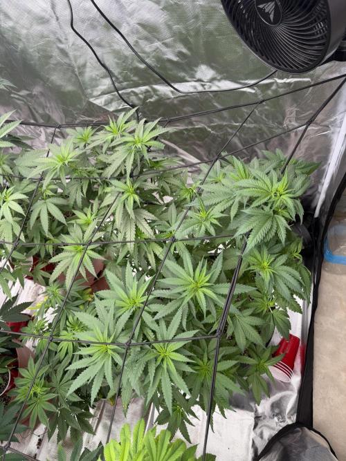 Zamnesia Grow Cup 2026 Sticky Broccoli. Week 10