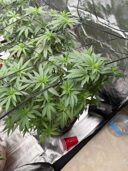 Zamnesia Grow Cup 2026 Sticky Broccoli. Week 10