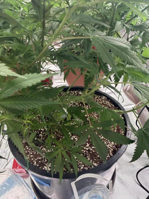 Zamnesia Grow Cup 2026 Sticky Broccoli. Week 11