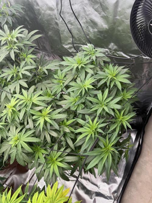 Zamnesia Grow Cup 2026 Sticky Broccoli. Week 11