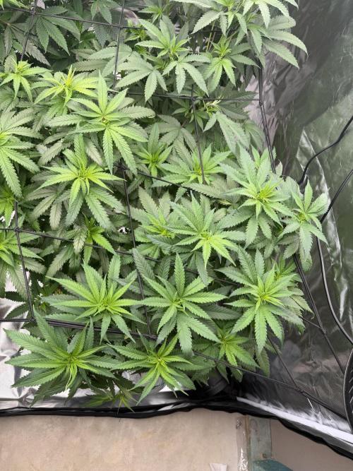 Zamnesia Grow Cup 2026 Sticky Broccoli. Week 11