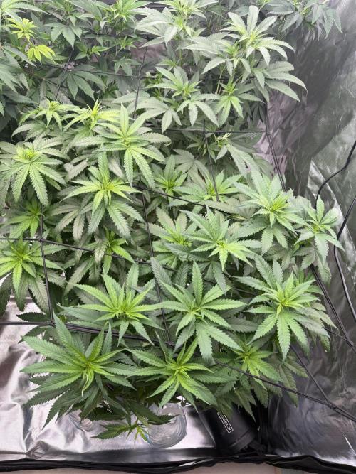 Zamnesia Grow Cup 2026 Sticky Broccoli. Week 11
