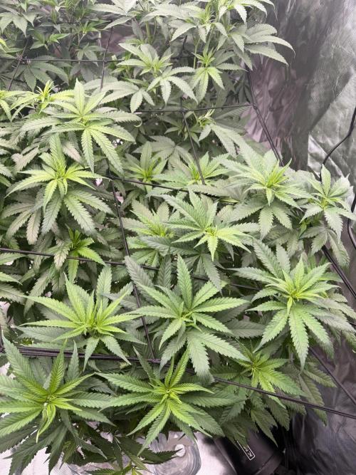 Zamnesia Grow Cup 2026 Sticky Broccoli. Week 11