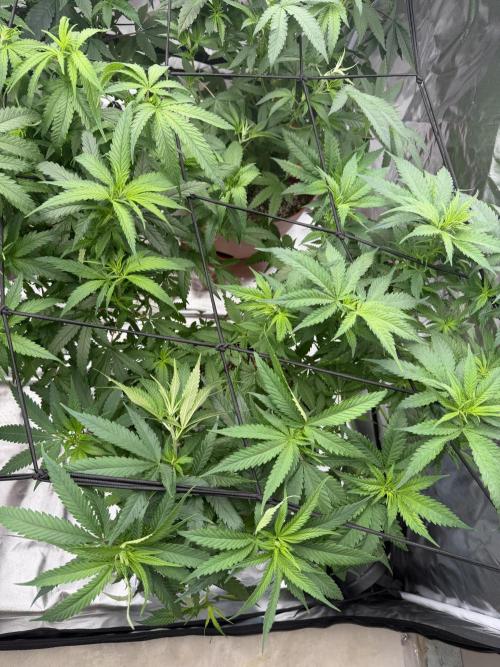 Zamnesia Grow Cup 2026 Sticky Broccoli. Week 11