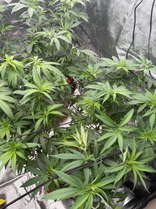 Zamnesia Grow Cup 2026 Sticky Broccoli. Week 11