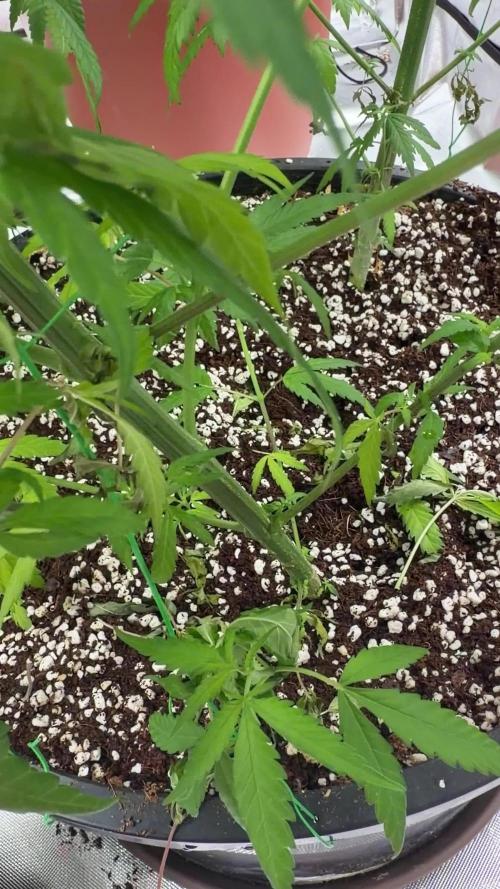 Zamnesia Grow Cup 2026 Sticky Broccoli