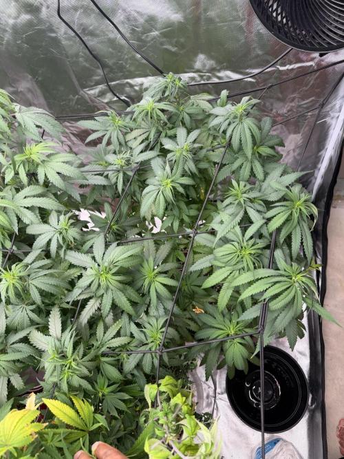 Zamnesia Grow Cup 2026 Sticky Broccoli. Week 12
