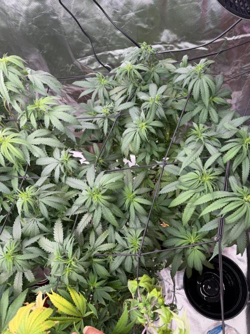 Zamnesia Grow Cup 2026 Sticky Broccoli. Week 12