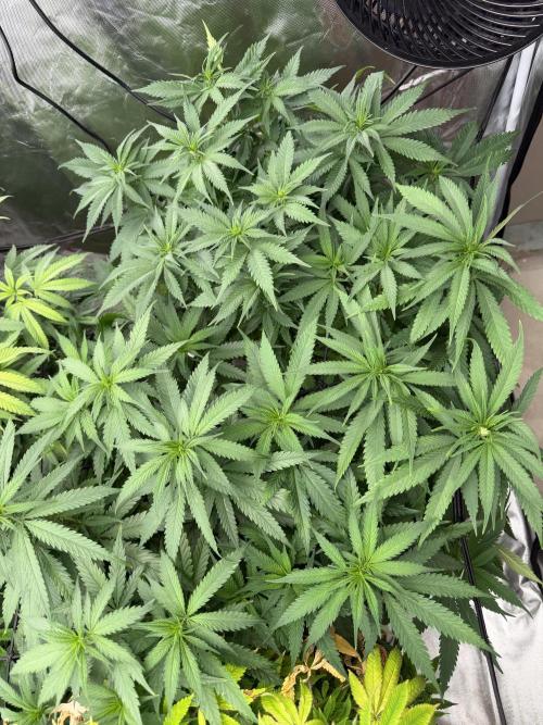 Zamnesia Grow Cup 2026 Sticky Broccoli. Week 13