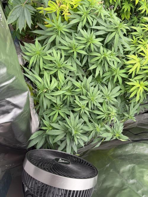 Zamnesia Grow Cup 2026 Sticky Broccoli. Week 14