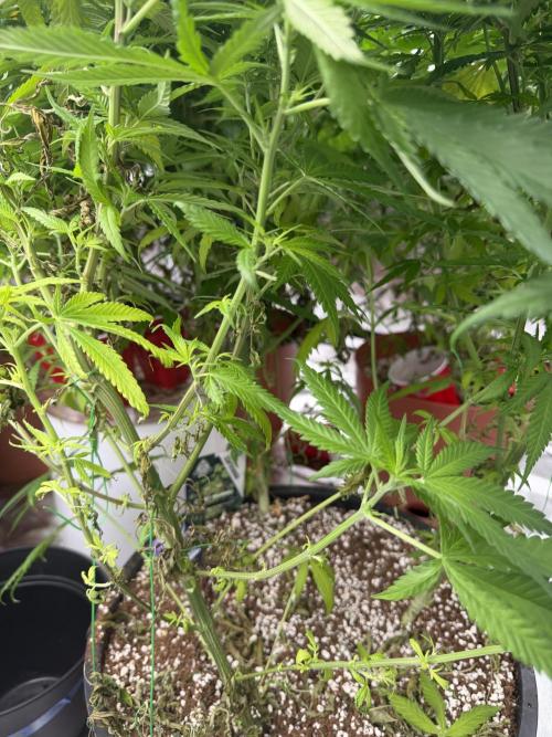 Zamnesia Grow Cup 2026 Sticky Broccoli. Week 14