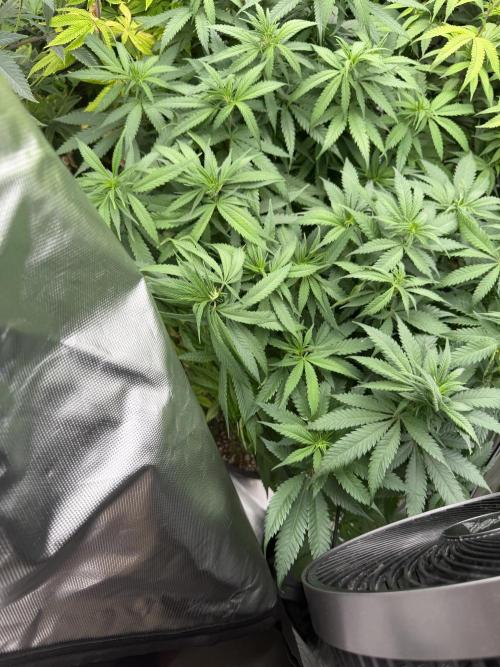 Zamnesia Grow Cup 2026 Sticky Broccoli. Week 14
