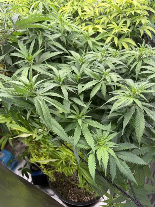 Zamnesia Grow Cup 2026 Sticky Broccoli. Week 15