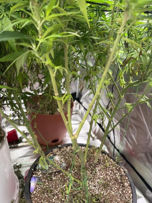 Zamnesia Grow Cup 2026 Sticky Broccoli. Week 16