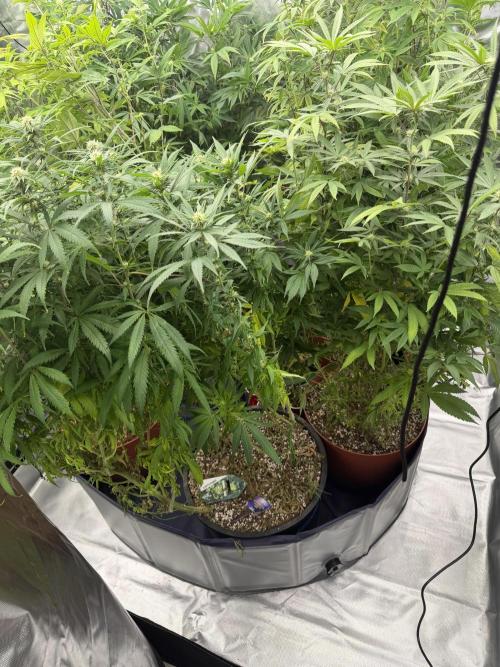 Zamnesia Grow Cup 2026 Sticky Broccoli. Week 17