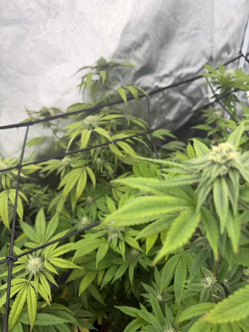 Zamnesia Grow Cup 2026 Sticky Broccoli. Week 18