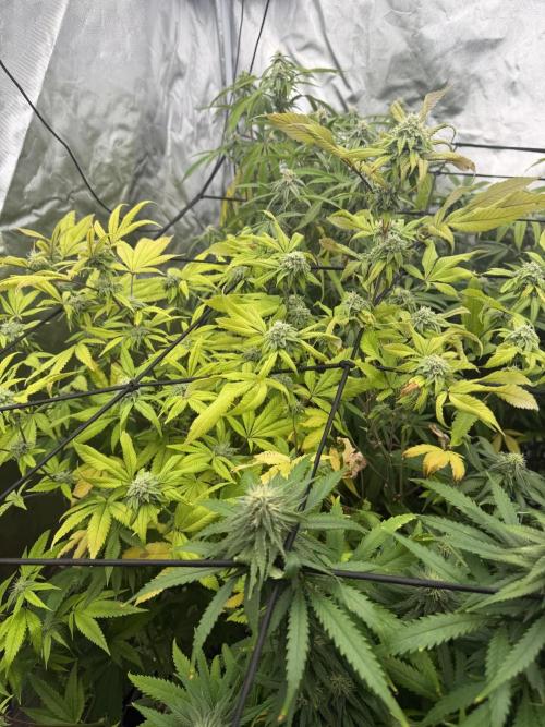 Zamnesia Grow Cup 2026 Sticky Broccoli. Week 18