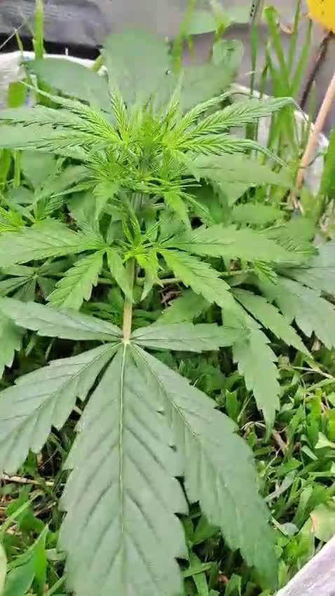 3 Afghan Kush + 1 Apple Strudel
