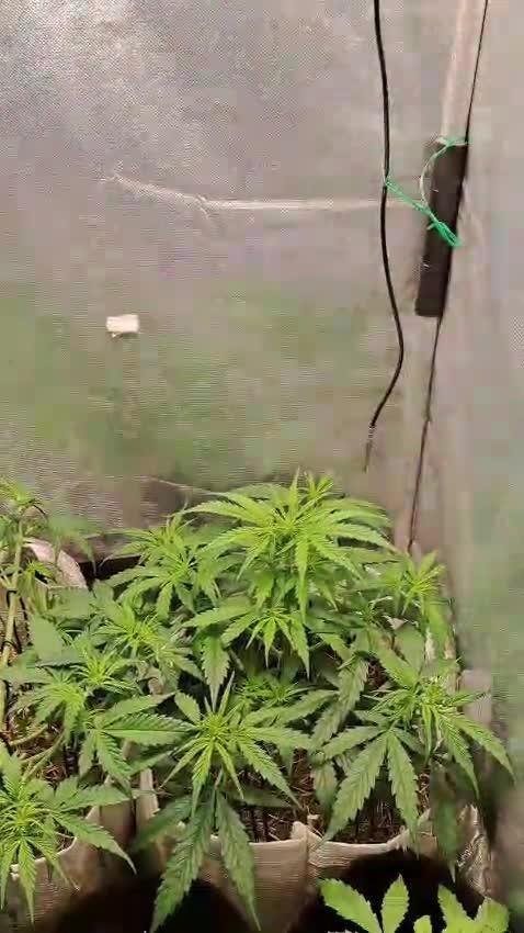 3 Afghan Kush + 1 Apple Strudel