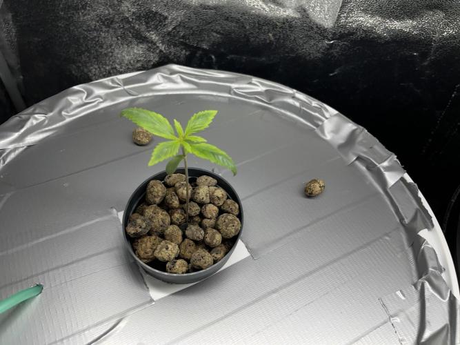 Monkey  strain games. Week 0