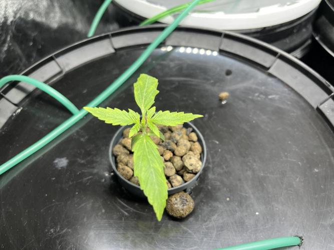 Monkey  strain games. Week 0