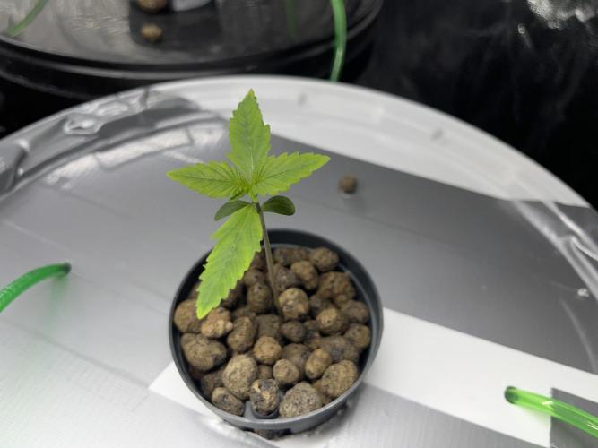 Monkey  strain games. Week 0