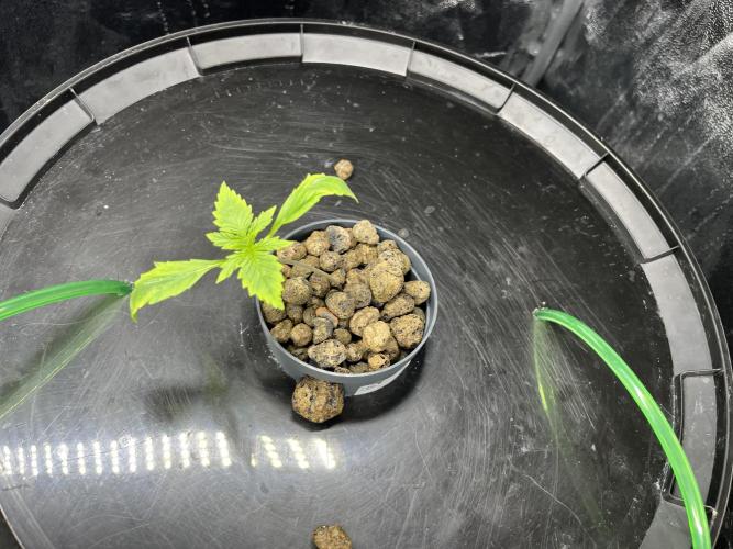 Monkey  strain games. Week 0