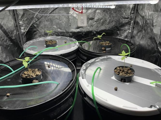 Monkey  strain games. Week 0