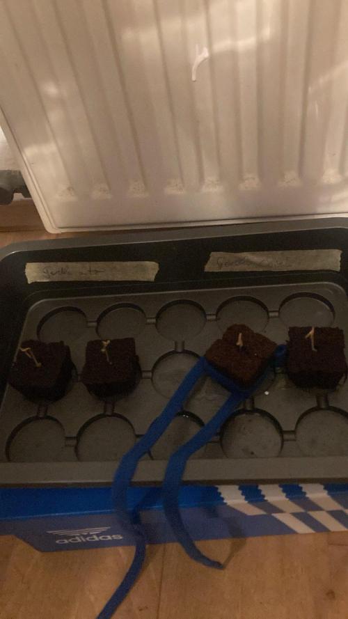 Monkey  strain games. Week 0