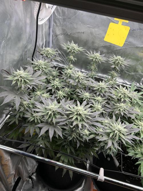 Shot Caller. Week 15