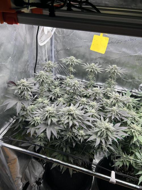 Shot Caller. Week 15