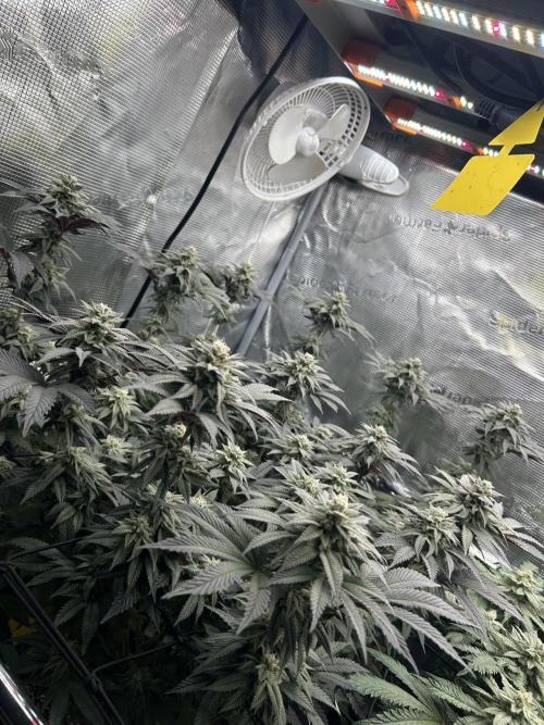 Shot Caller. Week 15