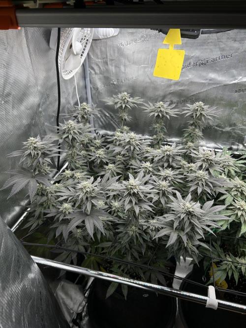 Shot Caller. Week 15