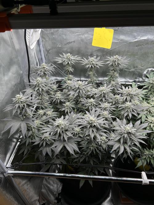 Shot Caller. Week 15