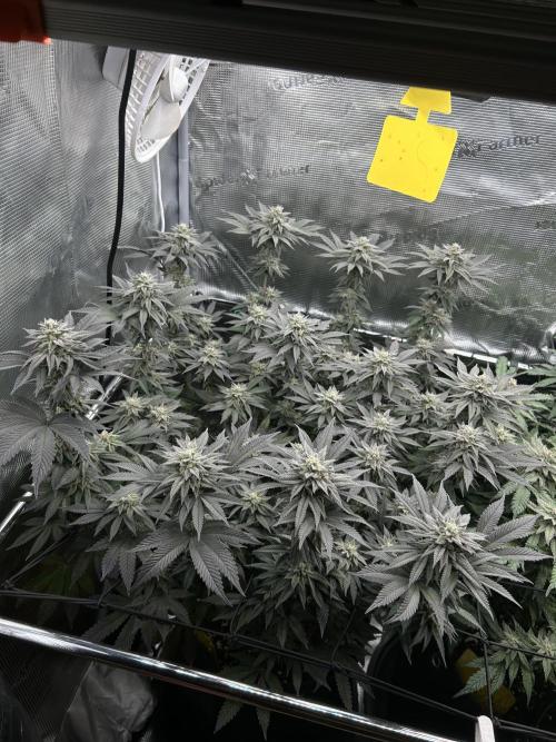 Shot Caller. Week 15