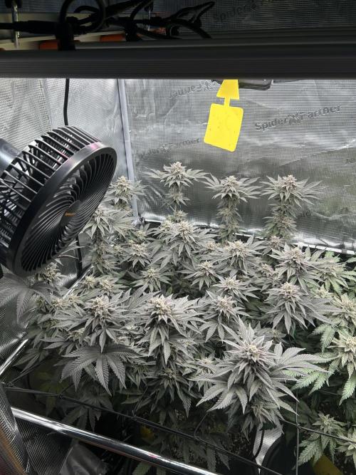 Shot Caller. Week 15