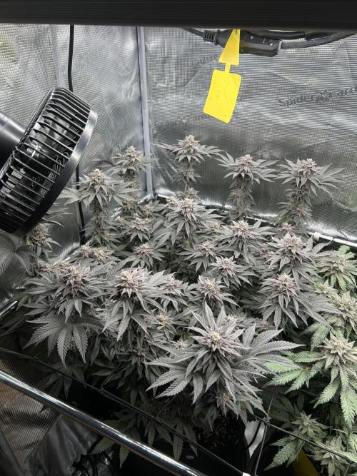 Shot Caller. Week 15