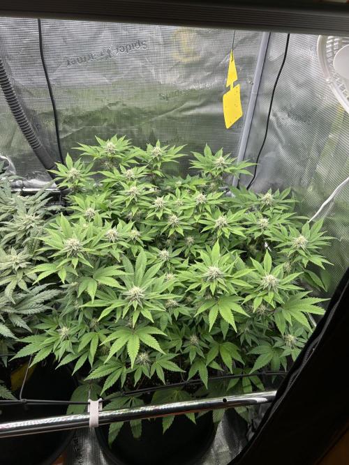 Tropicana Banana. Week 15